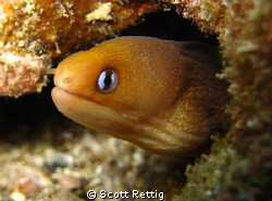 My little buddy, the dwarf moray.  Lanai Lookout, Oahu by Scott Rettig 